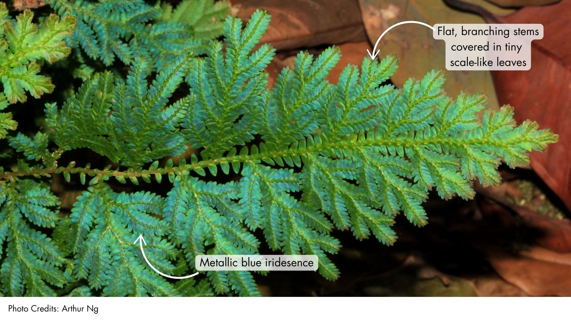 Willdenow’s Spikemoss